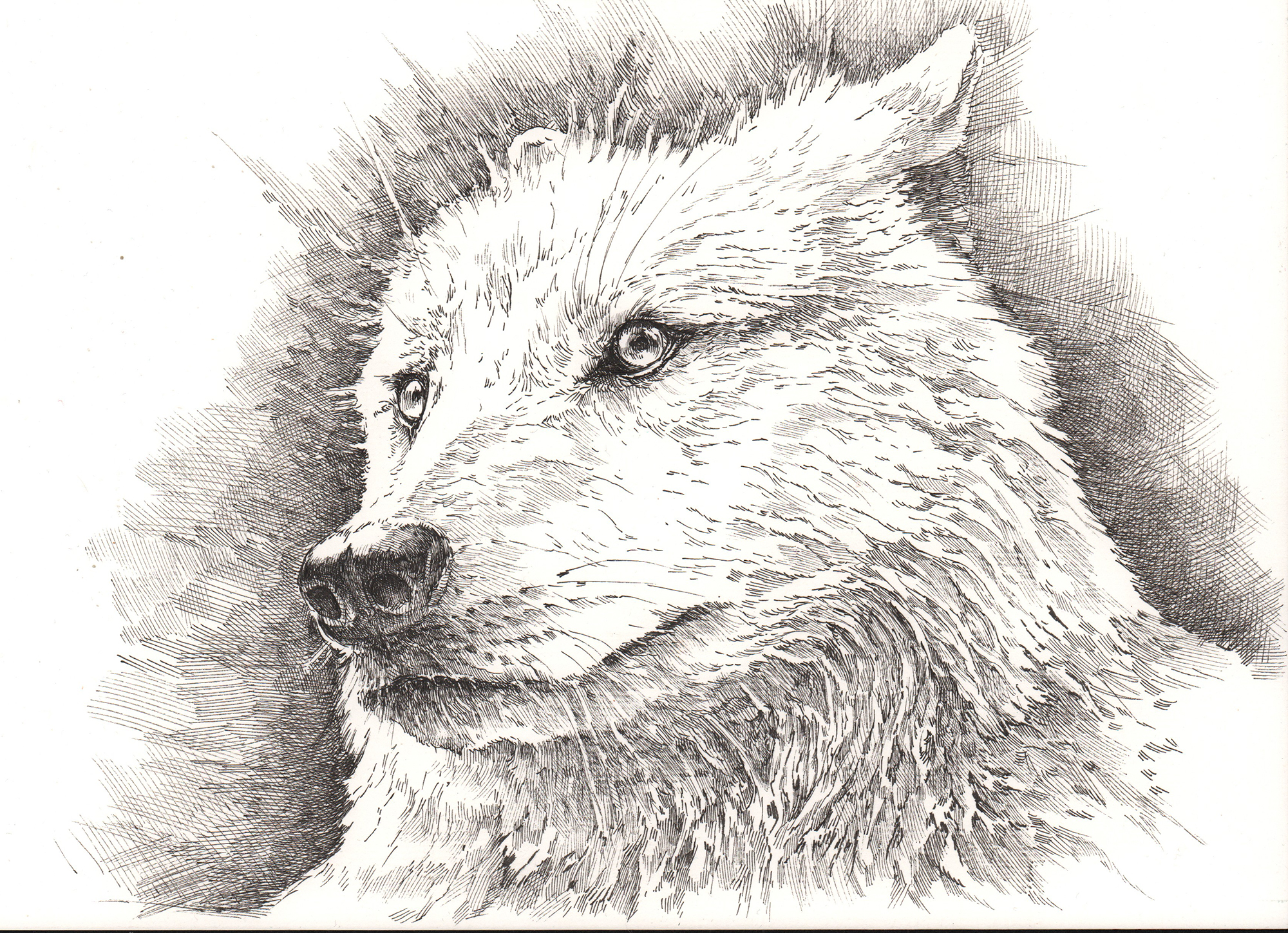 014-2022
Белый волк